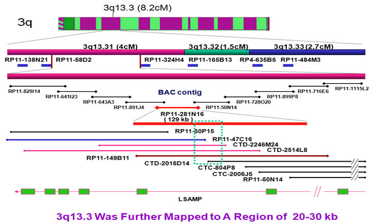 3q breakpoint FISH contig mapping